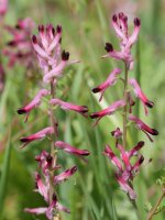 Fumaria reuteri Etxauriko Haitzaren ekialdeko ertzean