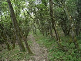 HEko lepotik Illumbeta aldera abiatzen den bidea