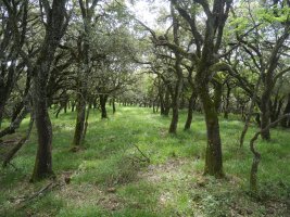 Gain aldeko artadia, Illunbeta.