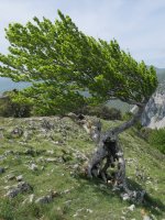 Pago harrigarria ekialdeko bizkarrean