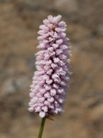 Persicaria bistorta Kartxelaren IEko hegian