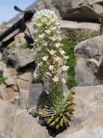 Saxifraga longifolia Foya de Gamuetaren mendebaldeko hegian