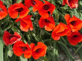 Papaver rhoeas Etxaurin
