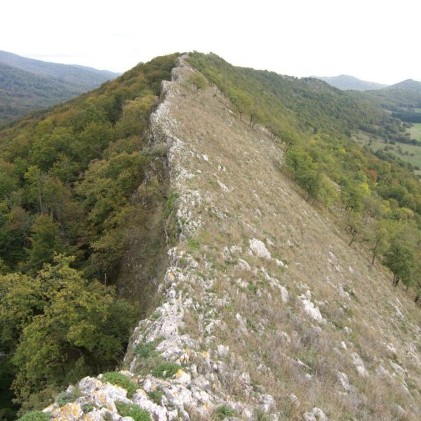 Mendebaldeko gandorra