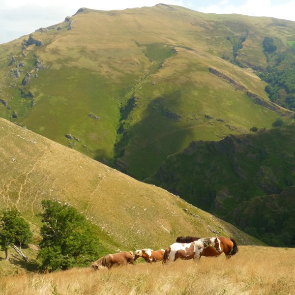 Munhoa Ahartzako lepotik