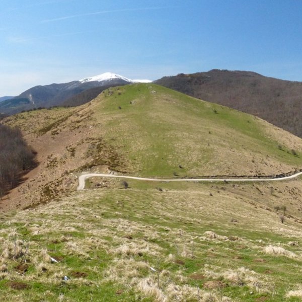 Azalegi Aritzelatzetik