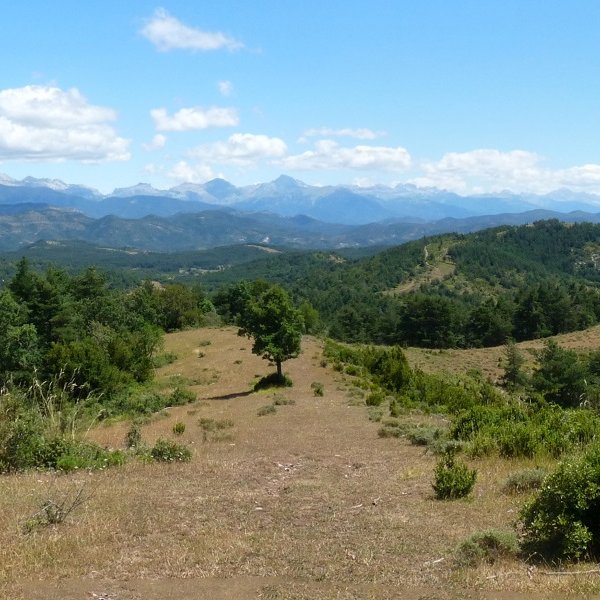 Pirinioak Bardipeñatik