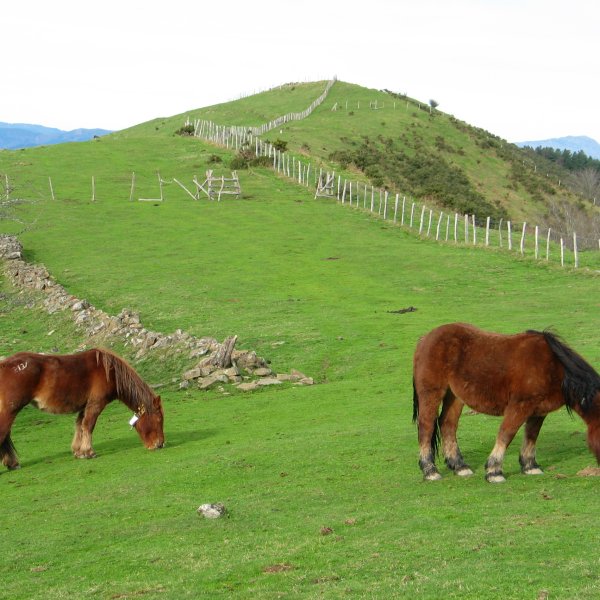 Abereak larrean, gailurraren inguruetan