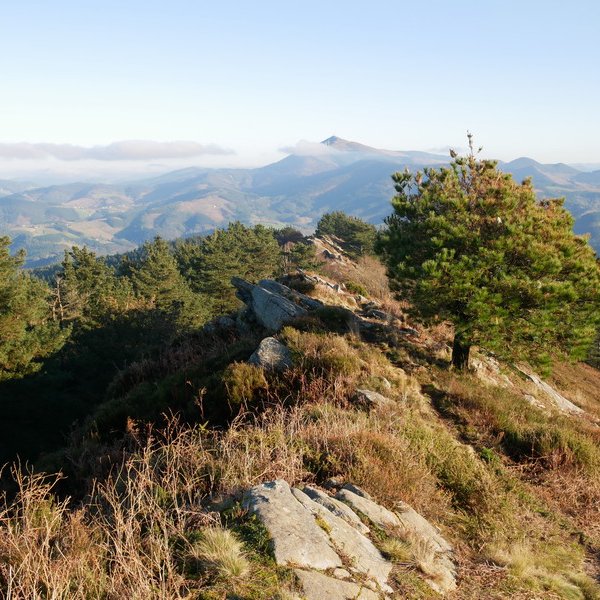 Arburutik ekialdera begira