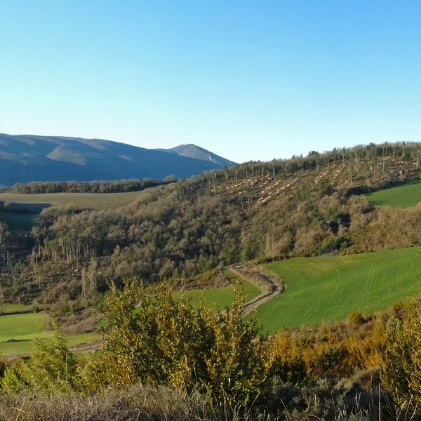 Erbiain, Zenborain aldetik