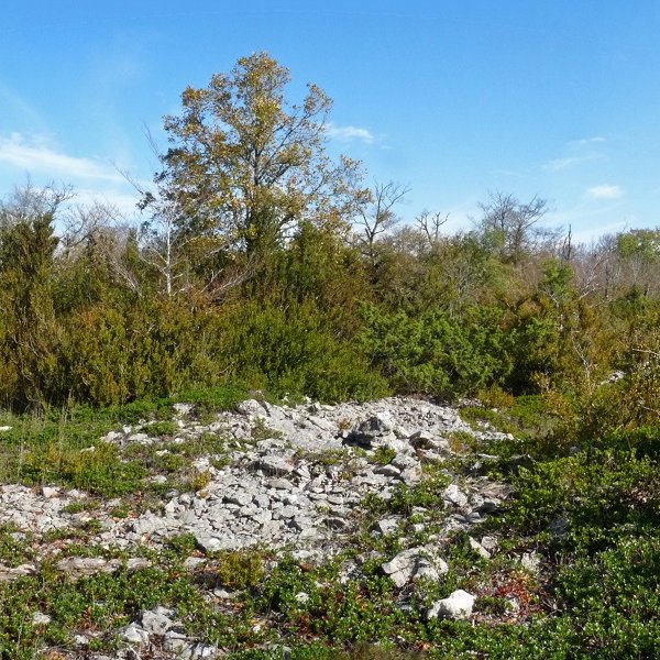 Olataguasko gailurra