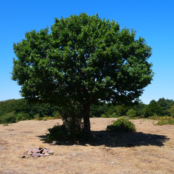 Haritza, Xuritze tontorrean