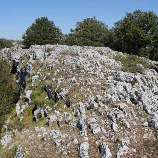 Pagamotxeta gailurra