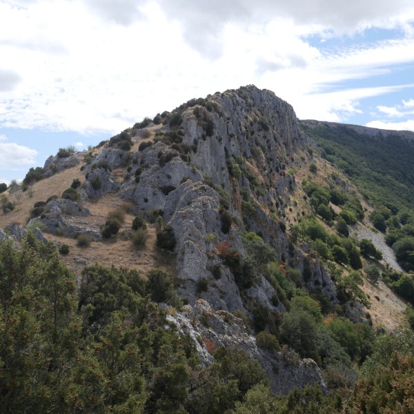 Iparraldeko gandorra, Saldise