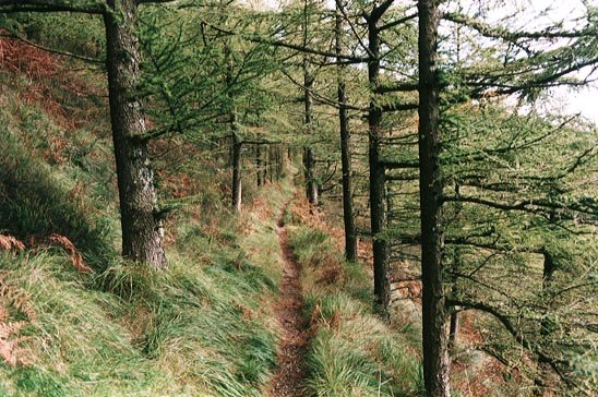 Hegoaldeko zeharbidea