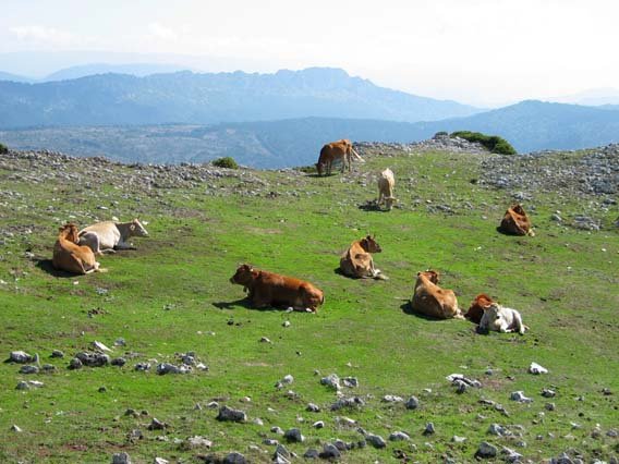 Behi taldea amildegiaren ertzean