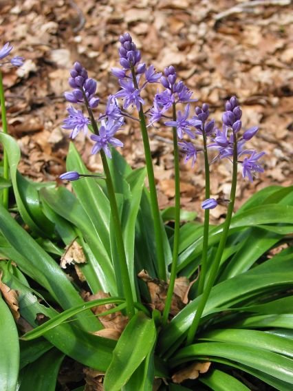 Scilla lilio-hyacinthus