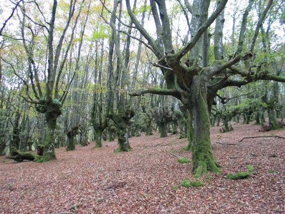 Pagadia tontorraren inguruetan