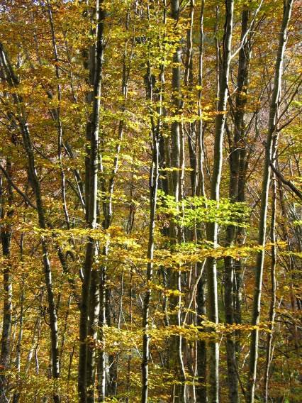 Basoa azaroaren erdian