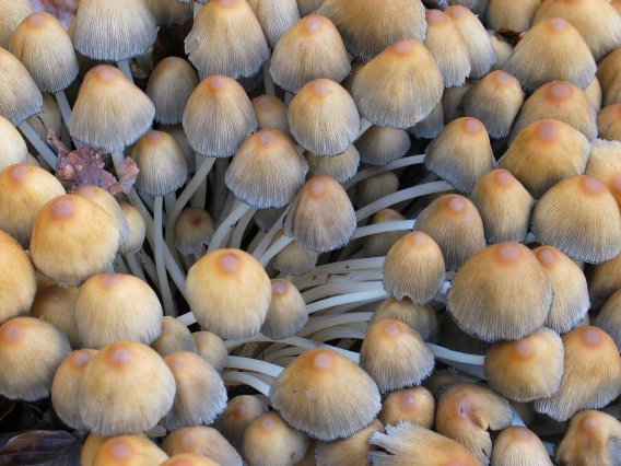 Perretxiko sorta ikusgarria