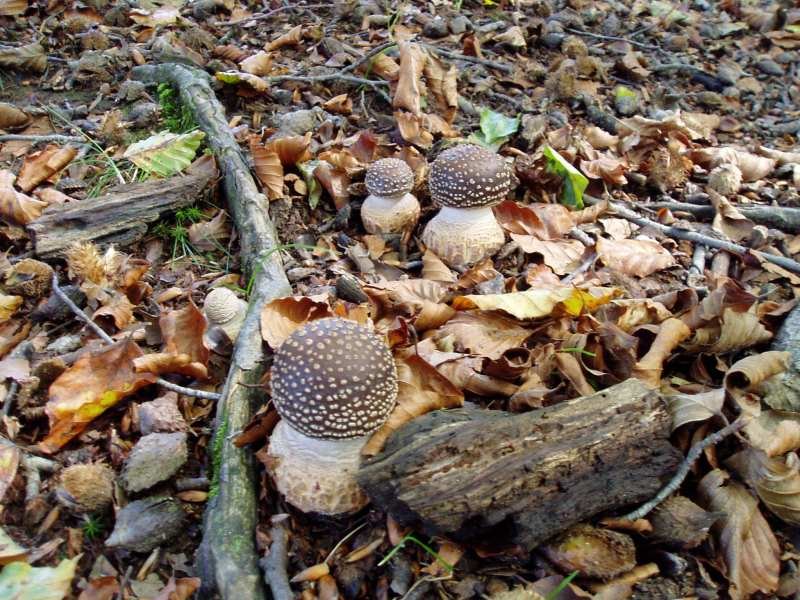 Lanperna txarrak (Amanita pantherina)