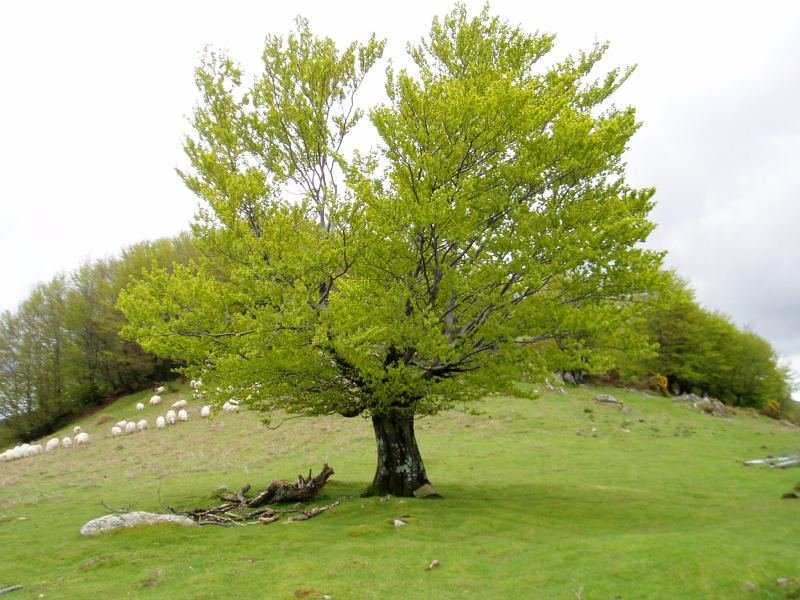 Atxolinen ipar-mendebaldeko hegia