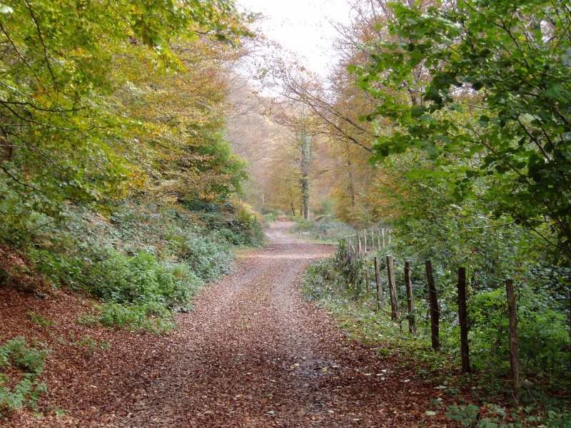 Santa Engrazi ermitatik Goikozuloa bailaran gora egiten duen bidea