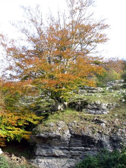 Udazkenak koloreztatutako pagoa