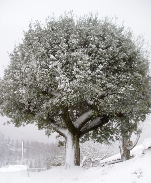 Artea Izarre baserriaren ondoan