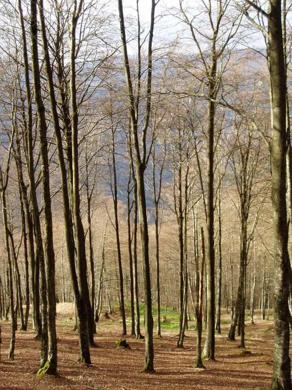 Ipar isurialdeko basoa hosto gabe beldar izurritearen ondorioz