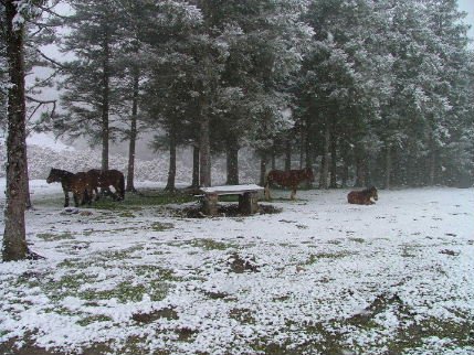 ZARIAKO KOLLADUEN ZALDIAK