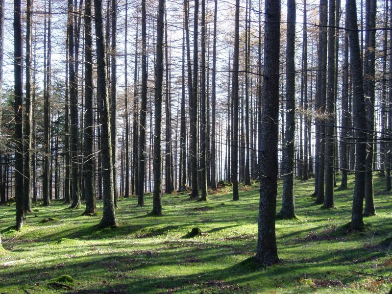 Izeiak Intzuzaeta lepotik igotzen den bidean