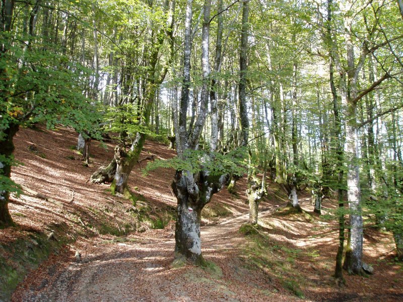 Jentiletxe ipar-ekialdetik inguratzen duen bidea