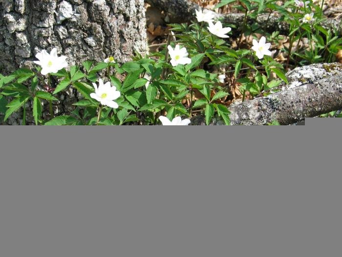 Landare multzoa, hariztian