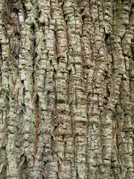 Enbor helduaren azala