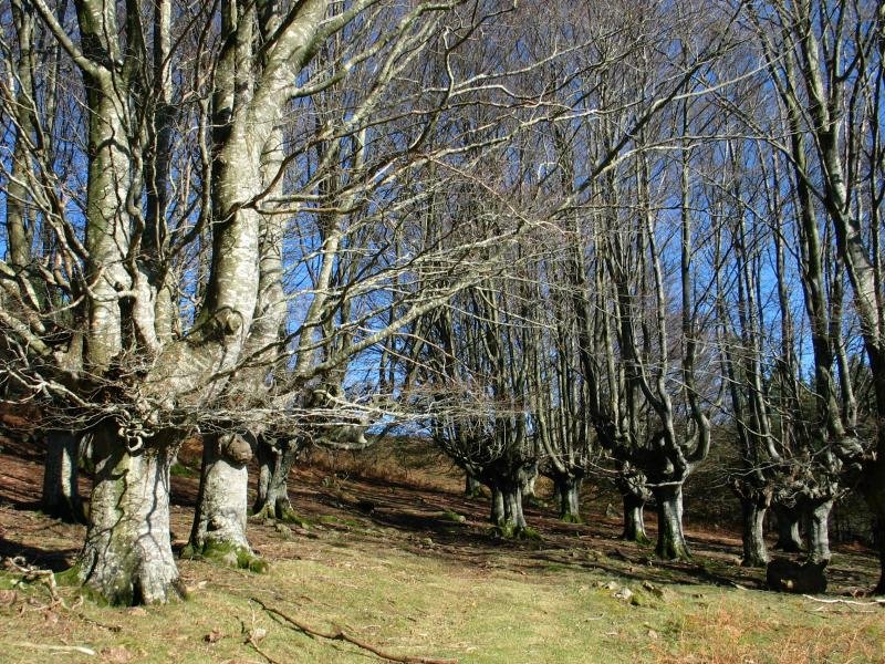 Pago motzez osatutako pagadia