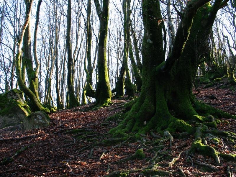 IMeko bizkarreko igoera basoan gora