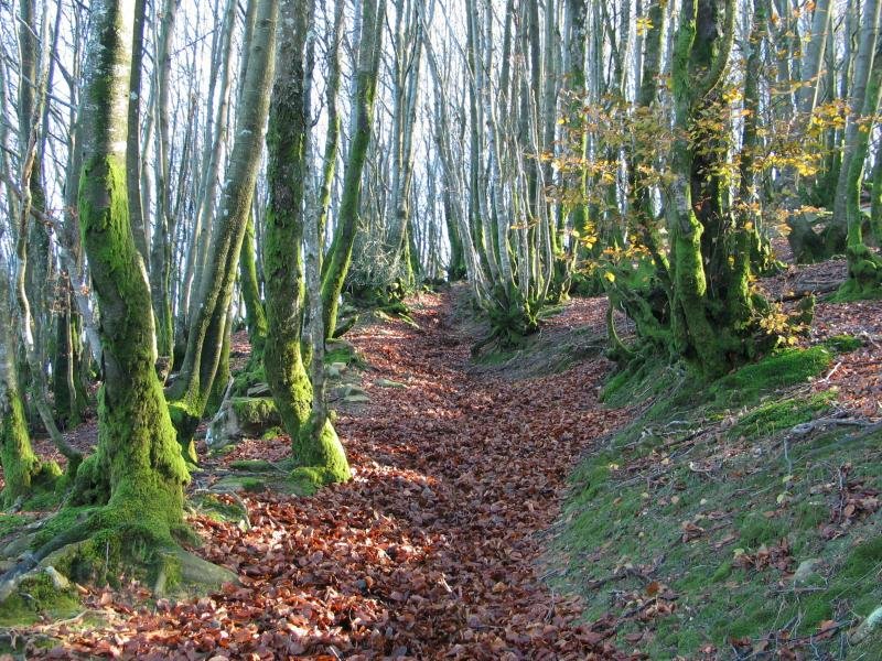 IMko bizkarreko igoera basoan gora