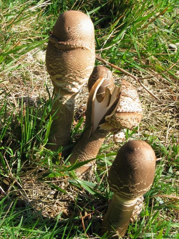 Galanpernak (Macrolepiota procera)