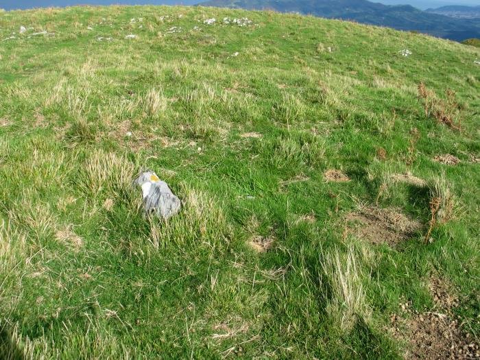 Harri mutur bat bakarrik ageri da lur azalean