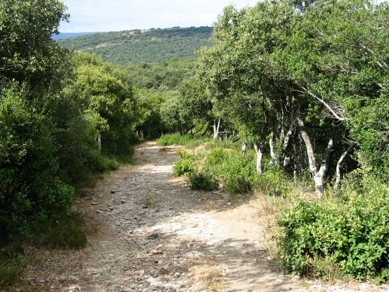 Armikelo eta Amaritu arteko bidea artadian barrena