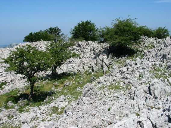 Tontorraren inguruak