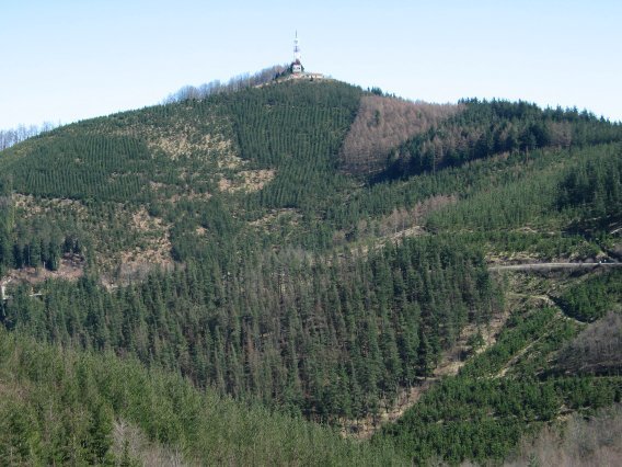 Egoarbitza aldeko ikuspegia: pinuak eta pinuak