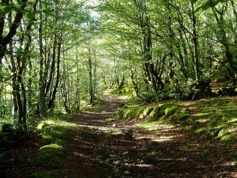 Agerreburu eta Pol-pol iturriaren arteko bidea Elosumenditik gertu