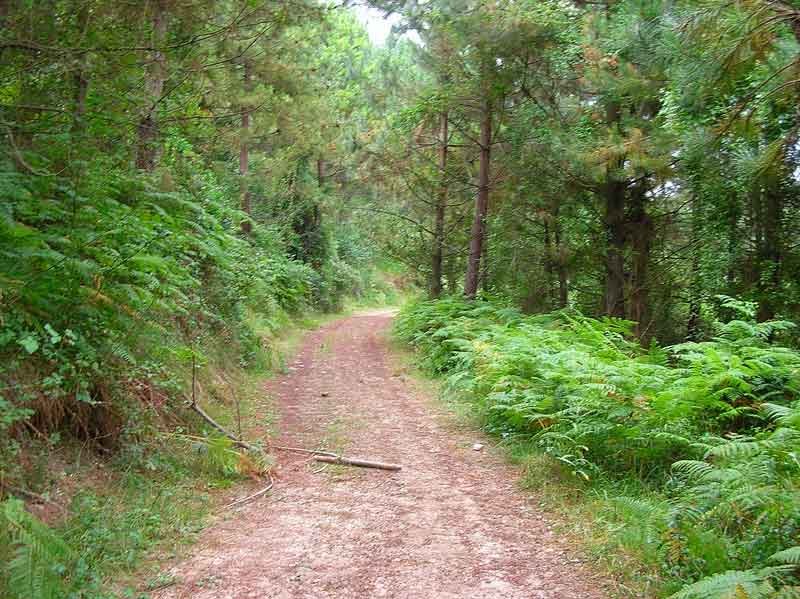 Tranquilo paseo a media ladera.