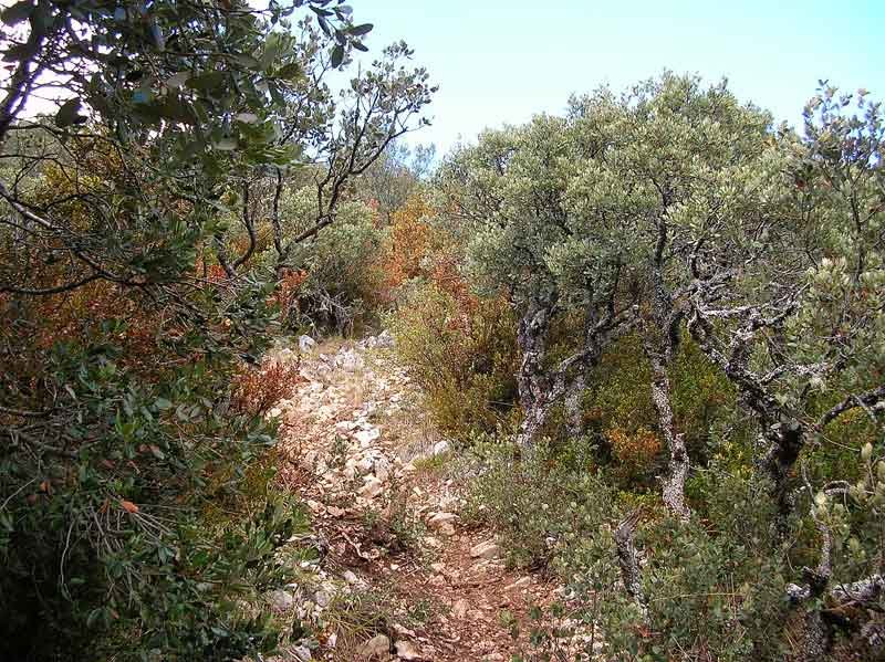 Y tomamos el sendero final.