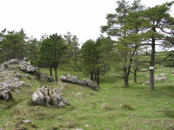 Pinudia tontorretik gertu