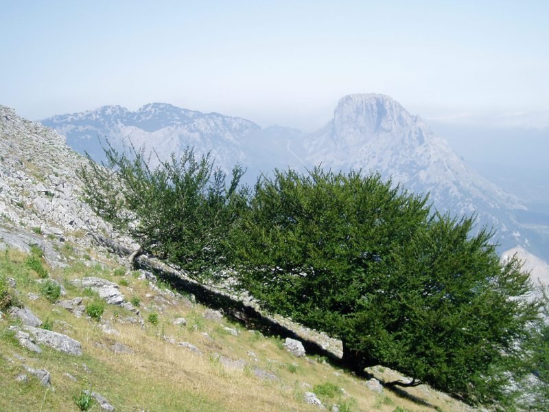 Pagoak iparraldeko maldan