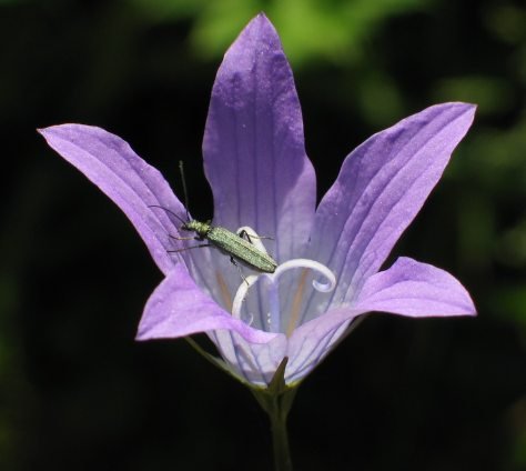 Campanula patula eta bere zomorroa