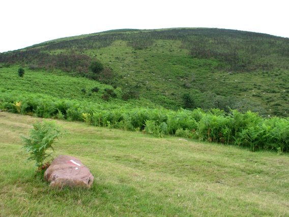 Osingo lepotik ikusita
